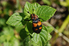 Nicrophorus vespilloides